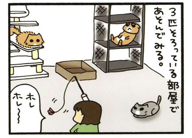 目の前で振っても反応なし！ オッサンみたいな愛猫のお腹にねこじゃらしを置いてみたら／うちの3ねこ 2 uchinosanneko_002_027_1.jpg