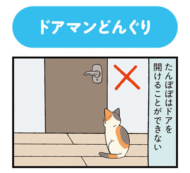 無臭 それとも臭い 犬と猫の 肉球と爪の秘密 飼ってわかった犬と猫の違い うちう猫と柴犬 毎日が発見ネット