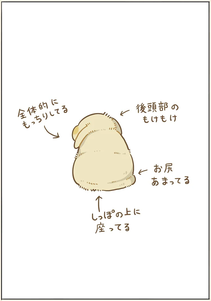 ややもっちり目な我が家のうさぎ。尻尾フリフリを見ようとしたら...あれ？／うちのうさぎは今日ものんびり utinousagi10_2.webp