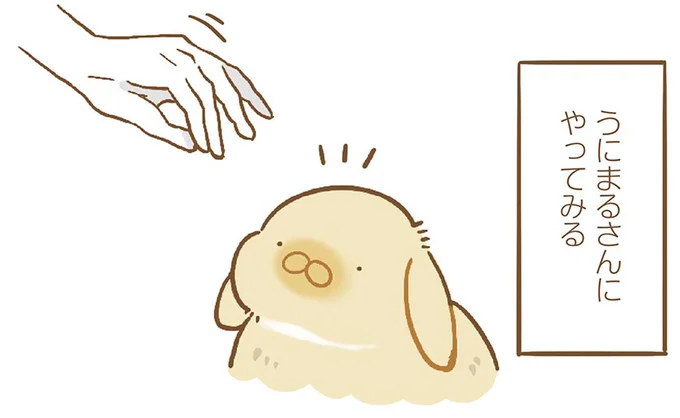 動物は、急に上から頭をなでるのはNG。でもうちの子の場合は...んん？／うちのうさぎは今日ものんびり