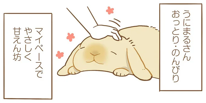 おっとり甘えんぼうな我が家のうさぎ。でもマイペースすぎる面も？／うちのうさぎは今日ものんびり