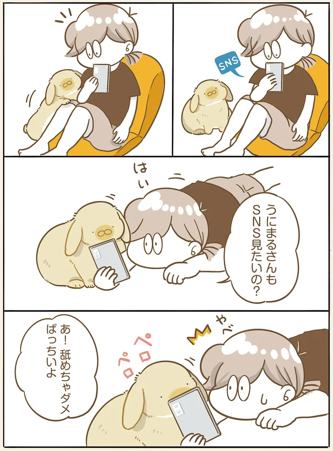 うさぎの舌の意外な機能(?)。一緒にスマホを見ていたら...!/うちのうさぎは今日ものんびり utinousagi9_1.webp