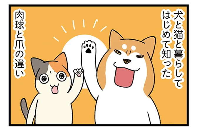 なんと「猫の肉球」は...！ 犬と猫と暮らしてはじめて知った、肉球と爪の違い／うちう猫と柴犬