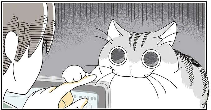 猫がそんな目を...。「興味を持ったものの正体」を見た瞬間、こんな顔に／夜は猫といっしょ8