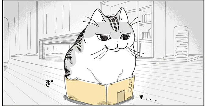 あ、小さすぎましたか。サイズ感を見誤る猫と飼い主／夜は猫といっしょ 7