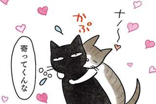 黒猫ナノとキジシロ猫きなこ【再掲載】