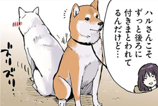 世界の終わりに柴犬と