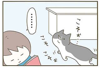 うちの猫がまた変なことしてる。1～4