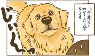 今日もゴールデンレトリバーに癒されて