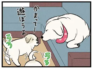 今日のルンルン 超大型犬は愛もでかい
